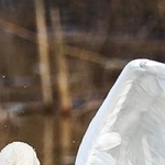 204A0122  Le cygne se rebiffe